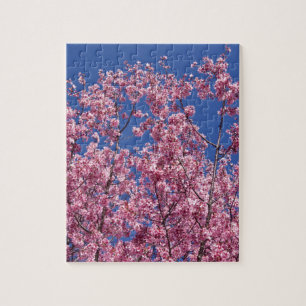 Sakura Kirschblüten in das Blau
