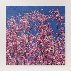 Sakura Kirschblüten in das Blau