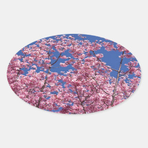 Sakura Kirschblüten in das Blau Ovaler Aufkleber