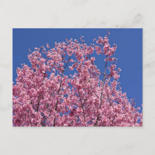 Sakura Kirschblüten in das Blau Postkarte