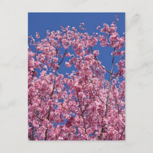 Sakura Kirschblüten in das Blau Postkarte