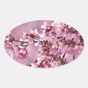 Sakura Kirschblüten Pastellrosa Schichten Ovaler Aufkleber