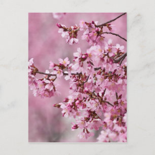 Sakura Kirschblüten Pastellrosa Schichten Postkarte