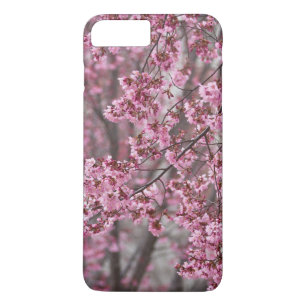 Sakura Kirschblüten pink title_seo2