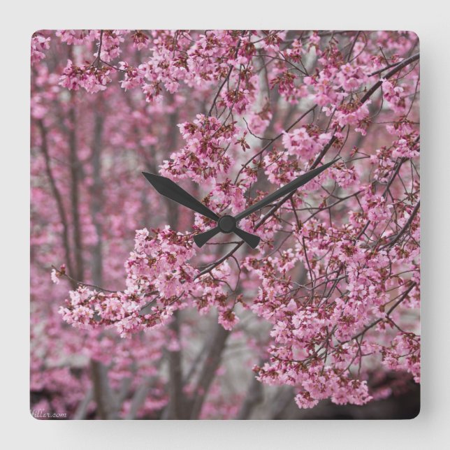Sakura Kirschblüten pink Quadratische Wanduhr (Vorderseite)