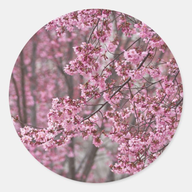 Sakura Kirschblüten pink Runder Aufkleber (Vorderseite)