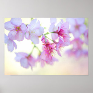 Sakura Kirschblüten Rosa und Weiße Blüte Poster