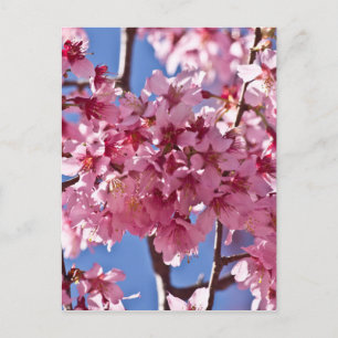 Sakura Kirschblüten Rote Sterne Postkarte