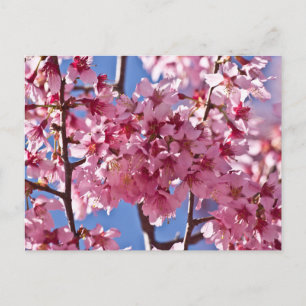 Sakura Kirschblüten Rote Sterne Postkarte