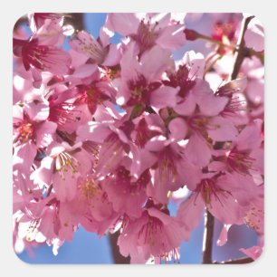 Sakura Kirschblüten Rote Sterne Quadratischer Aufkleber