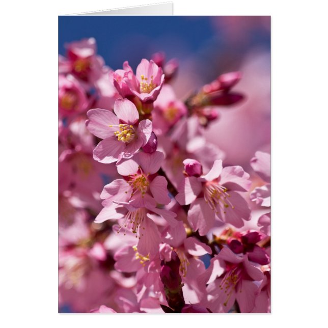 Sakura Kirschblüten von Sonnenlicht geküsst (Vorne)