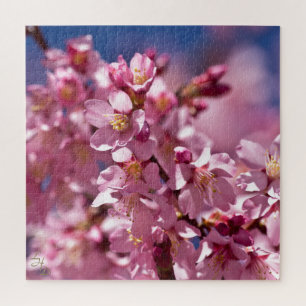Sakura Kirschblüten von Sonnenlicht geküsst