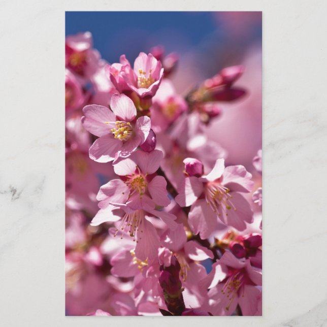 Sakura Kirschblüten von Sonnenlicht geküsst Briefpapier (Vorderseite)