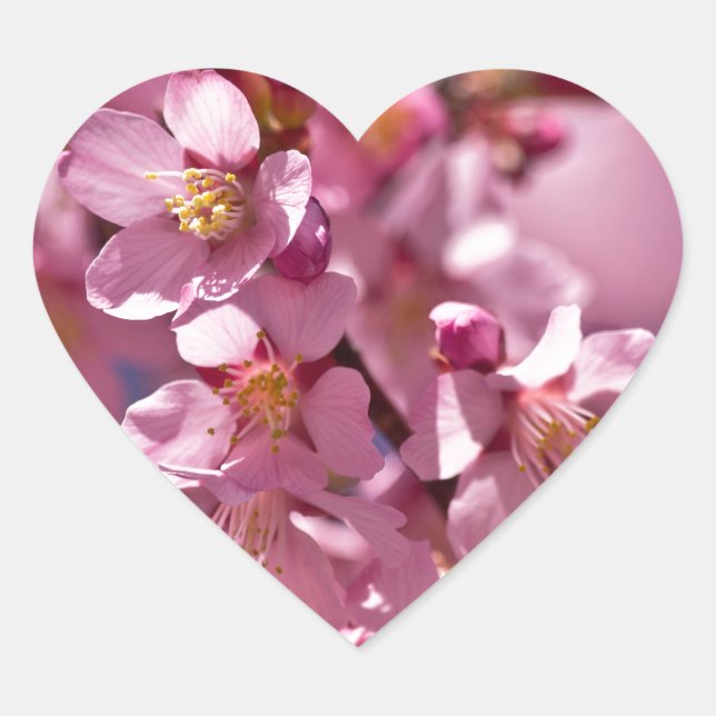 Sakura Kirschblüten von Sonnenlicht geküsst Herz-Aufkleber (Vorderseite)