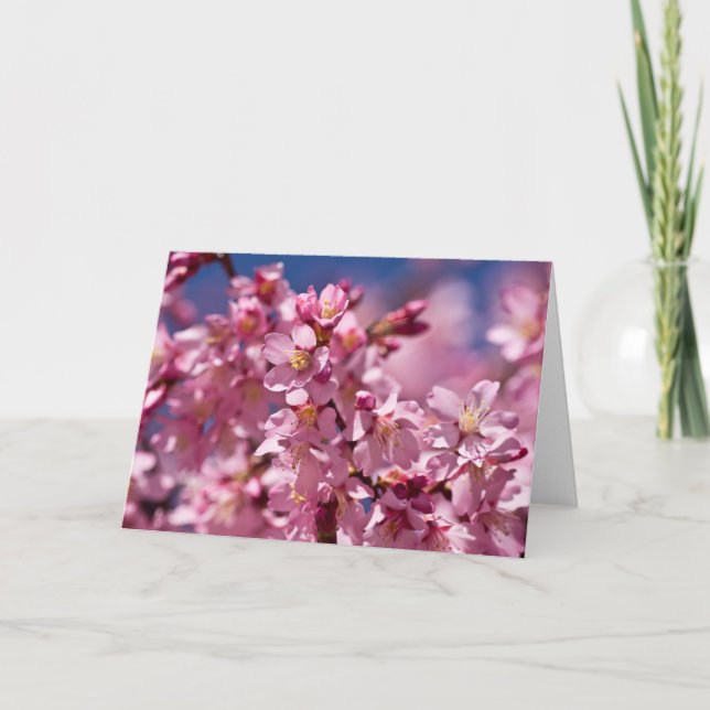 Sakura Kirschblüten von Sonnenlicht geküsst Karte (Vorderseite)