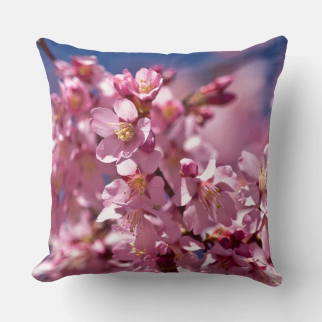Sakura Kirschblüten von Sonnenlicht geküsst Kissen (Vorderseite)