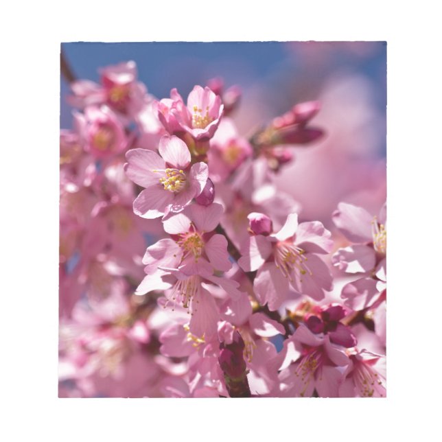Sakura Kirschblüten von Sonnenlicht geküsst Notizblock (Vorderseite)