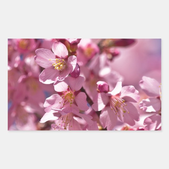 Sakura Kirschblüten von Sonnenlicht geküsst Rechteckiger Aufkleber (Vorderseite)