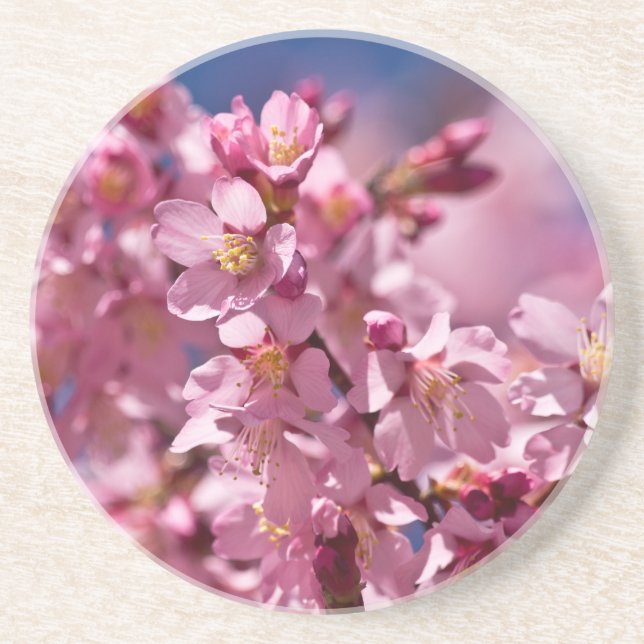 Sakura Kirschblüten von Sonnenlicht geküsst Untersetzer (Vorne)