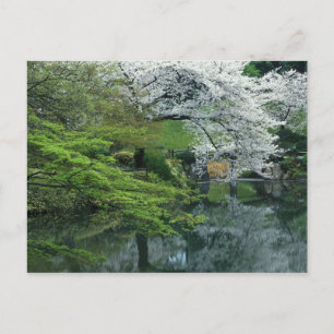 Sakura, Koishikawa Koraku-en-Garten, Tokio, Postkarte