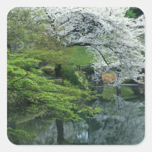 Sakura, Koishikawa Koraku-en Garten, Tokio, Quadratischer Aufkleber