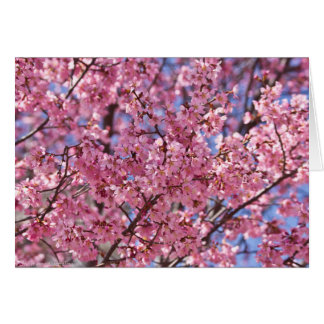 Sakura Pink Cherry Blossom Sky