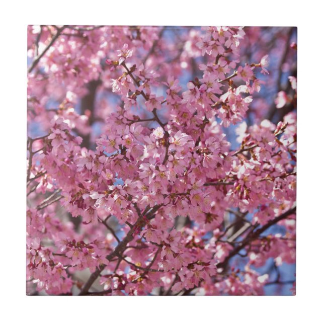 Sakura Pink Cherry Blossom Sky Fliese (Vorderseite)