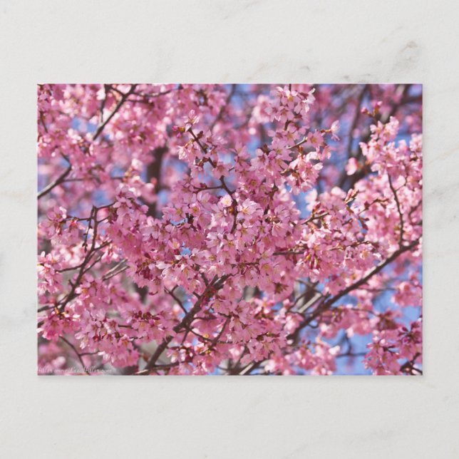 Sakura Pink Cherry Blossom Sky Postkarte (Vorderseite)
