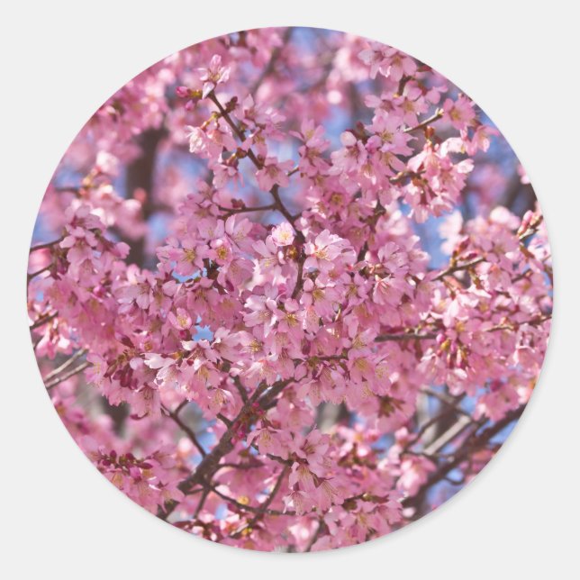 Sakura Pink Cherry Blossom Sky Runder Aufkleber (Vorderseite)