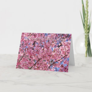 Sakura Rosa Kirschblüten-Himmel Poster Karte