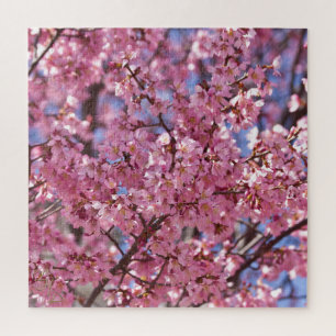 Sakura Rosa Kirschblütenhimmel