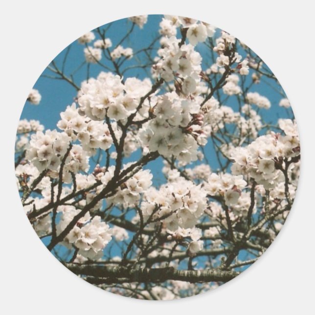 Sakura Runder Aufkleber (Vorderseite)