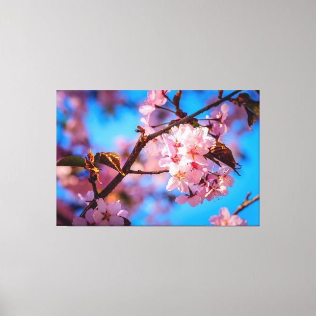 Sakura Tree in rosa Blüte Leinwanddruck (Vorderseite)