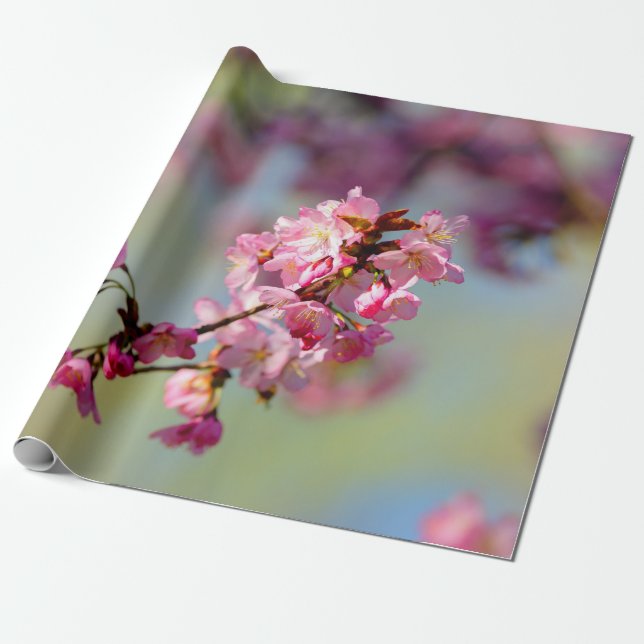 Sakurablüten auf grün, blau, Lila Geschenkpapier (Ungerollt)