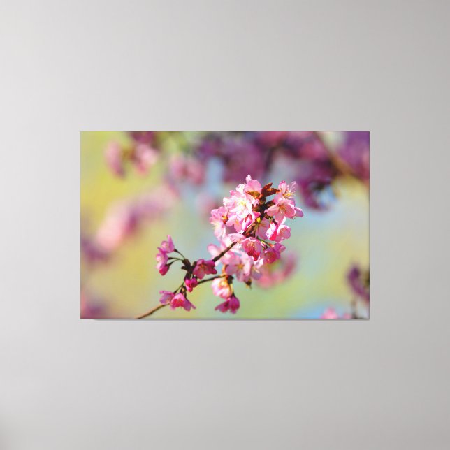 Sakurablüten auf grün, blau, Lila Leinwanddruck (Vorderseite)
