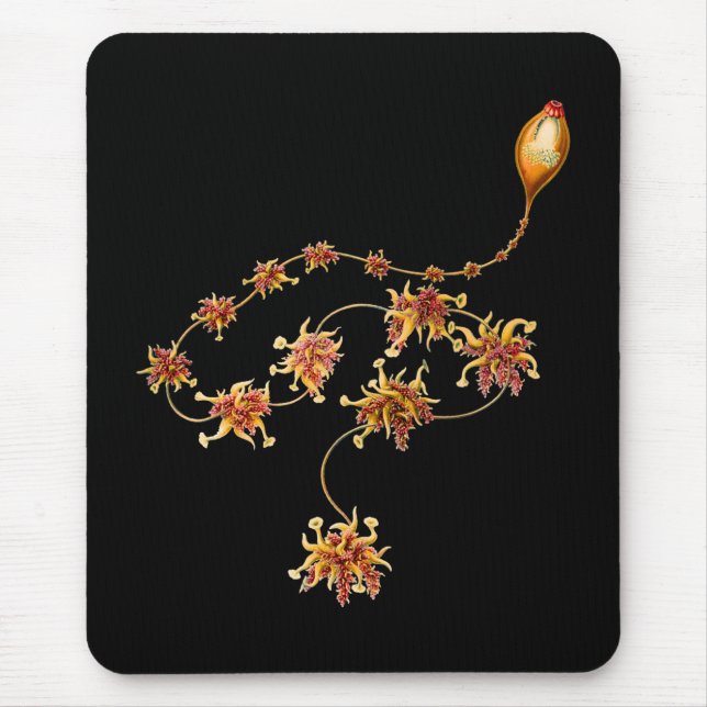 Salacella Mousepad (Vorne)