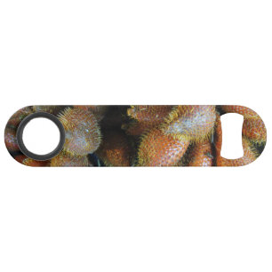 Salak [Fruit de serpent]