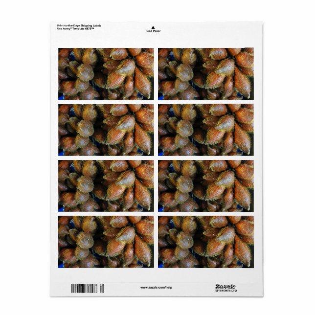 Salak [Schlangenfrucht] (Vorne)