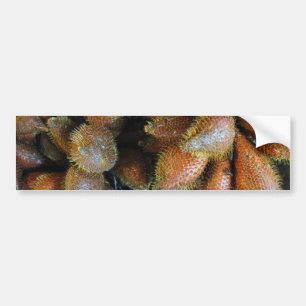 Salak [Schlangenfrucht] Autoaufkleber