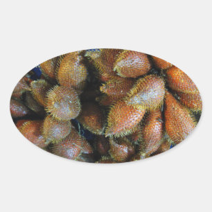 Salak [Schlangenfrucht] Ovaler Aufkleber