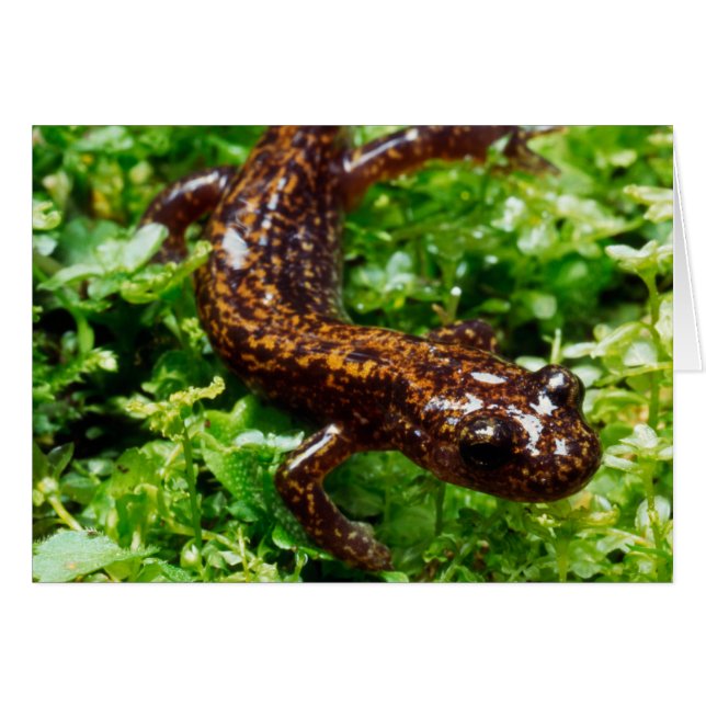 Salamander (Devant horizontal)