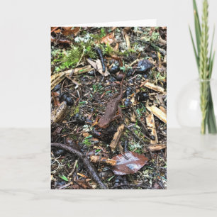 Salamander im Wald, Oregon Karte