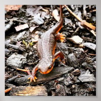 Salamander im Wald, Oregon