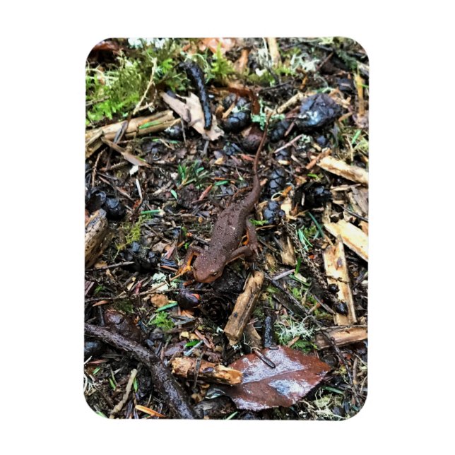 Salamander im Wald, Washington Magnet (Vertikal)