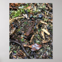 Salamander im Wald, Washington