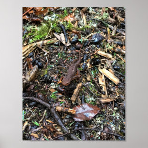 Salamander im Wald, Washington Poster