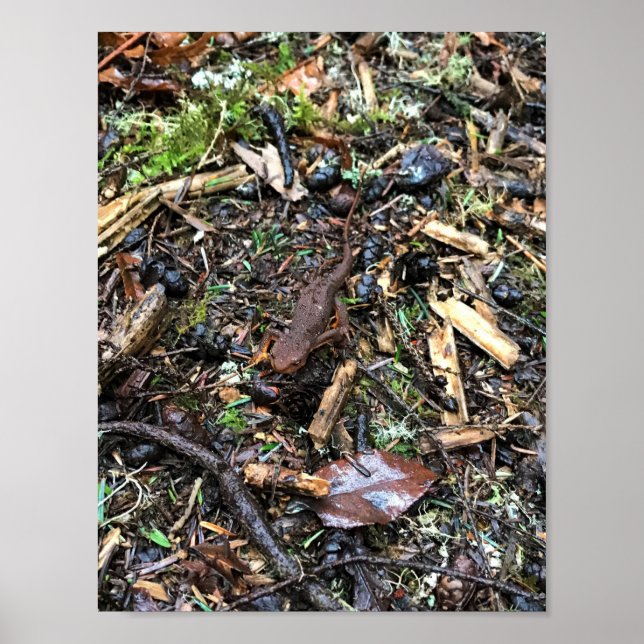 Salamander im Wald, Washington Poster (Vorne)