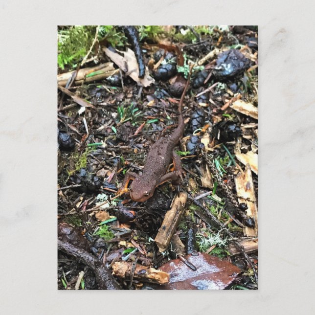 Salamander im Wald, Washington Postkarte (Vorderseite)