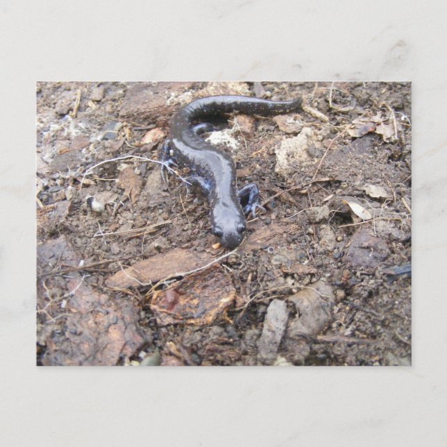 Salamander Post Card Postkarte (Vorderseite)