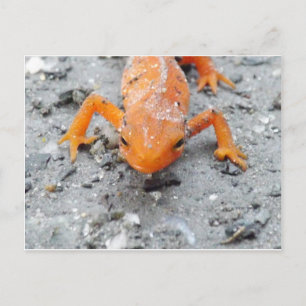 Salamander Up Close Postcard Postkarte